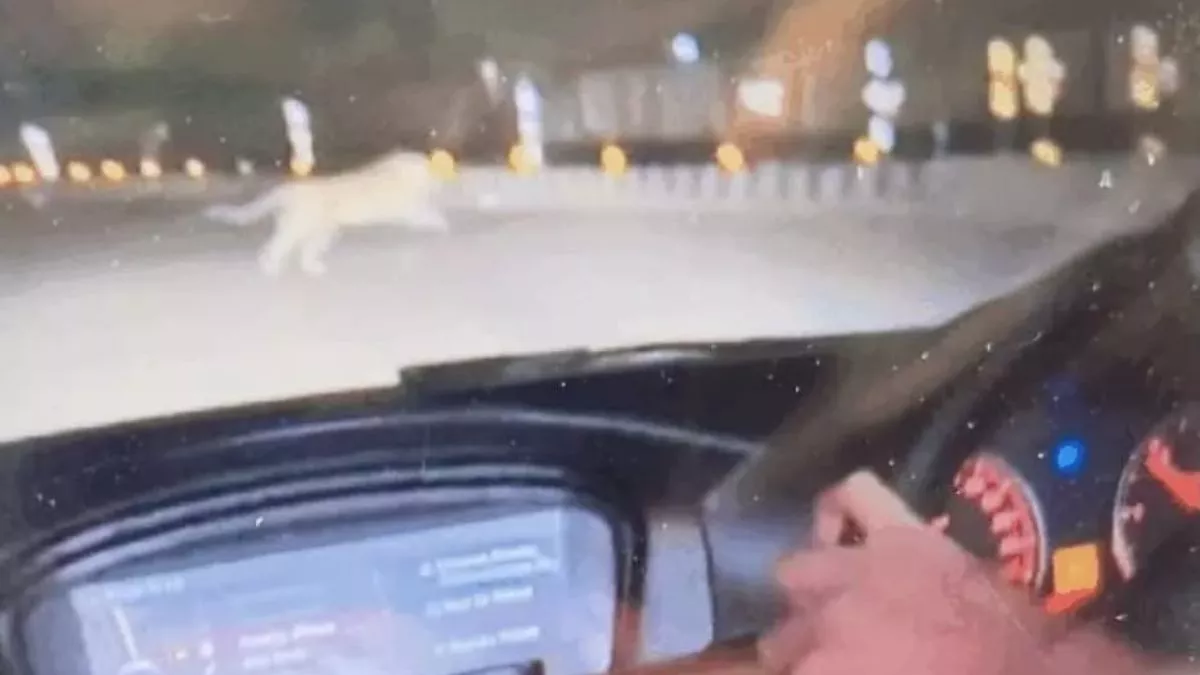 Leopard in Lucknow: लखनऊ के गन्ना अनुसंधान केंद्र में छुपा था तेंदुआ, रात में कैंट में सड़क पार करता दिखा