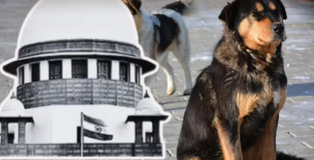Stray Dogs Case: ‘राजस्थान HC के दो जज भी कुत्तों का शिकार हुए’, बोला सुप्रीम कोर्ट